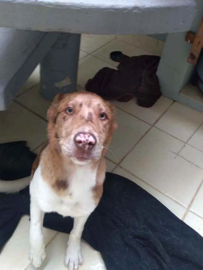 Cachorro ra a Indefinida idade 2 a 6 meses nome Baleia