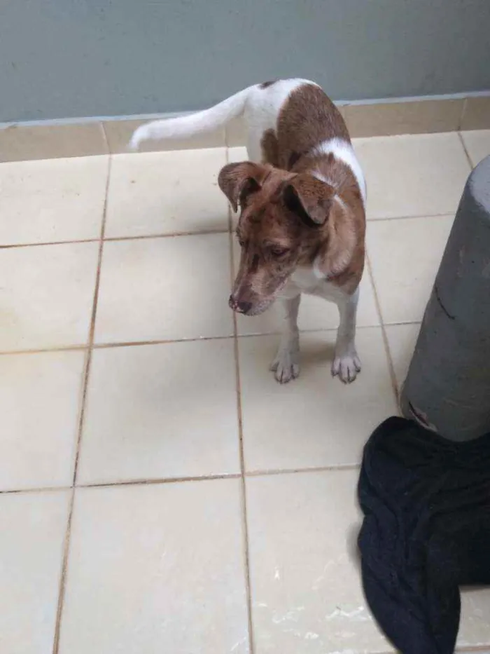 Cachorro ra a Indefinida idade 2 a 6 meses nome Baleia