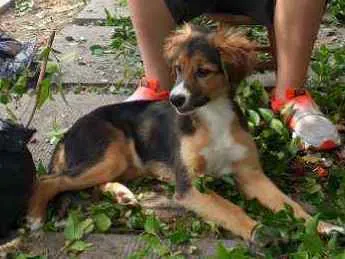 Cachorro ra a Srd idade 2 a 6 meses nome Ponyo