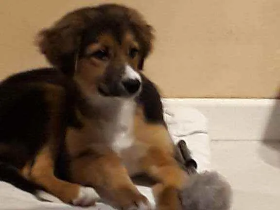 Cachorro ra a Srd idade 2 a 6 meses nome Ponyo