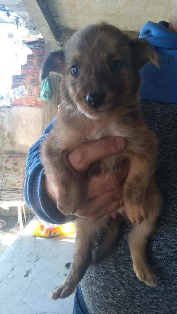 Cachorro ra a Colling com fila idade Abaixo de 2 meses nome Juju Rambo pinoquio 