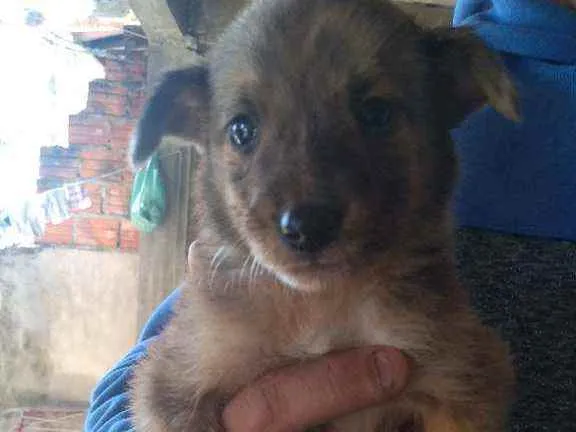 Cachorro ra a Colling com fila idade Abaixo de 2 meses nome Juju Rambo pinoquio 