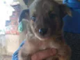 Juju Rambo pinoquio