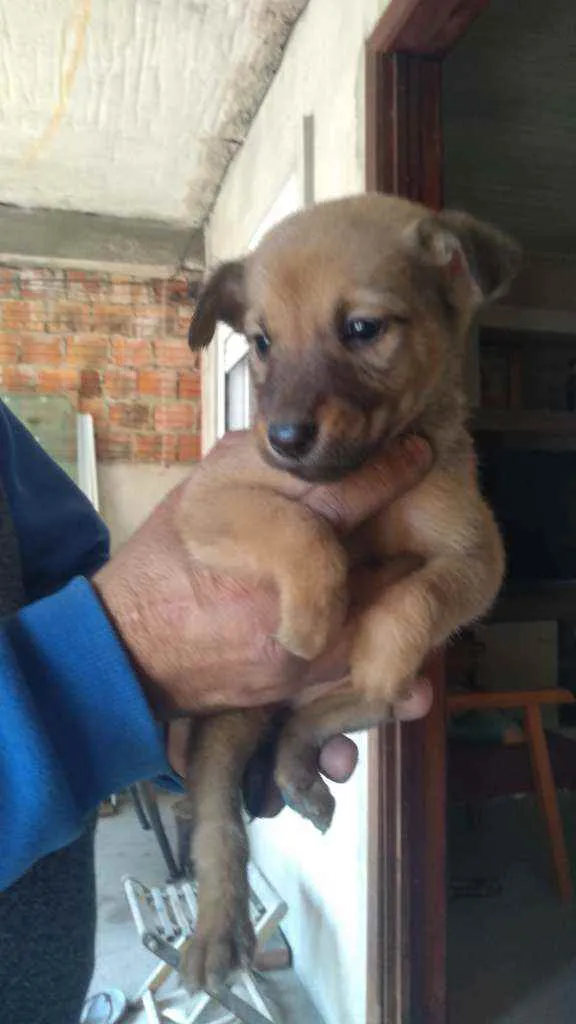 Cachorro ra a Colling com fila idade Abaixo de 2 meses nome Juju Rambo pinoquio 