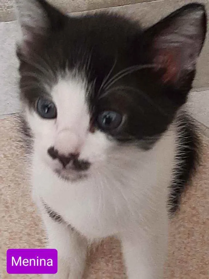 Gato raça Srd idade 2 a 6 meses nome Meg