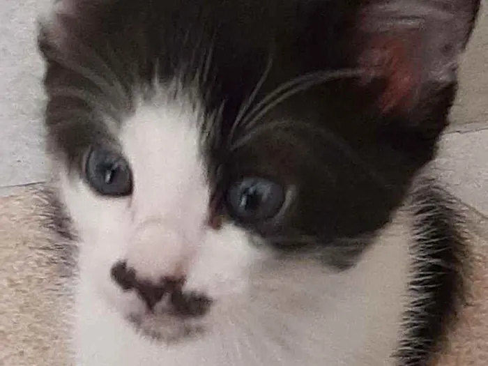 Gato raça Srd idade 2 a 6 meses nome Meg