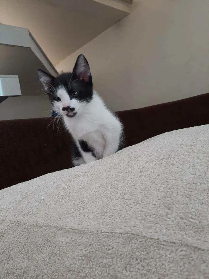 Gato raça Srd idade 2 a 6 meses nome Meg