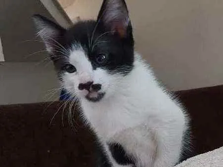 Gato raça Srd idade 2 a 6 meses nome Meg