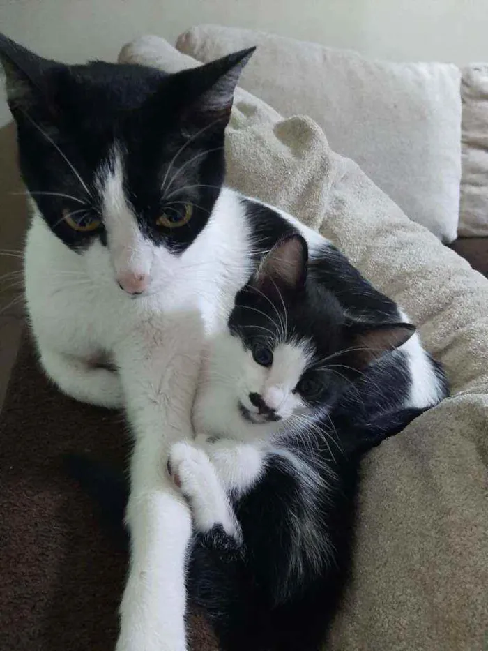 Gato raça Srd idade 2 a 6 meses nome Meg