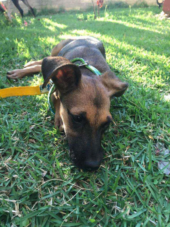 Cachorro ra a SRD idade 2 a 6 meses nome Cora