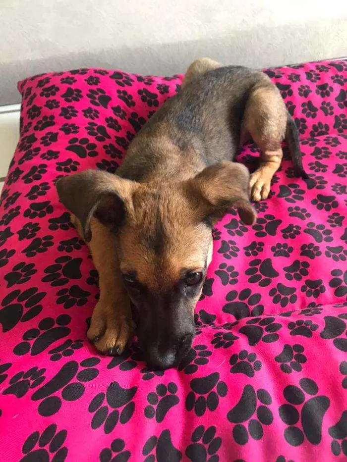 Cachorro ra a SRD idade 2 a 6 meses nome Cora