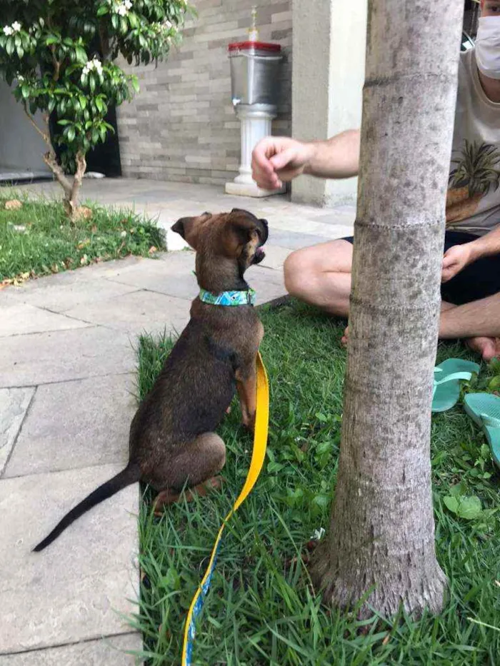 Cachorro ra a SRD idade 2 a 6 meses nome Cora