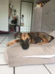 Cora