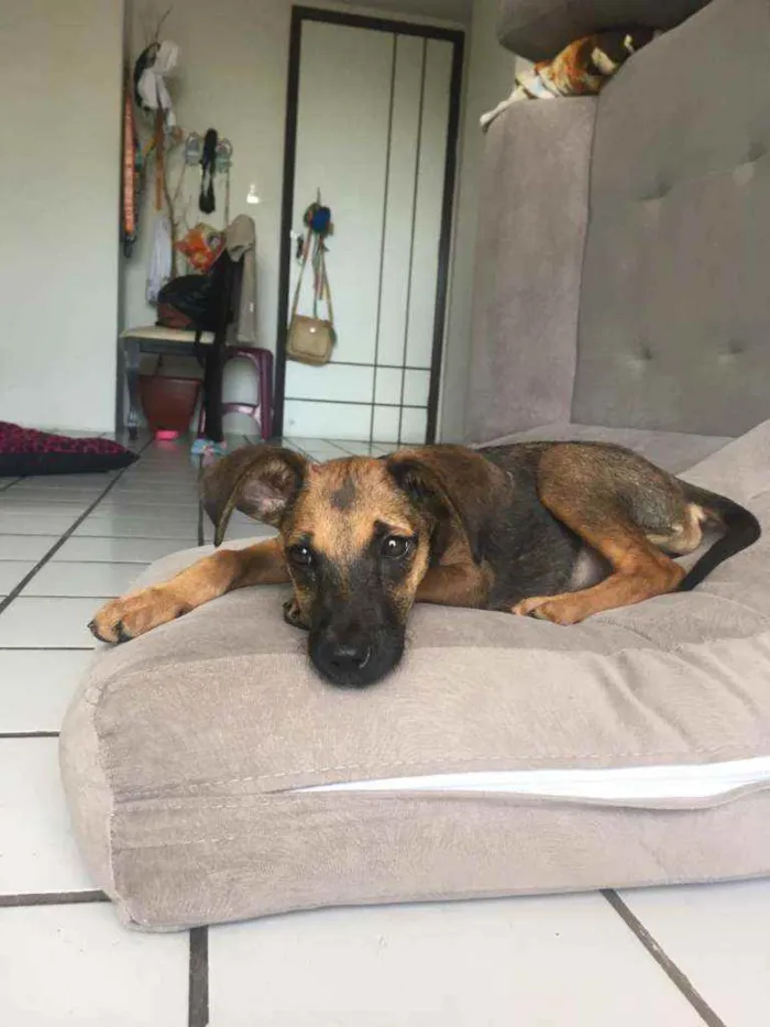 Cachorro ra a SRD idade 2 a 6 meses nome Cora