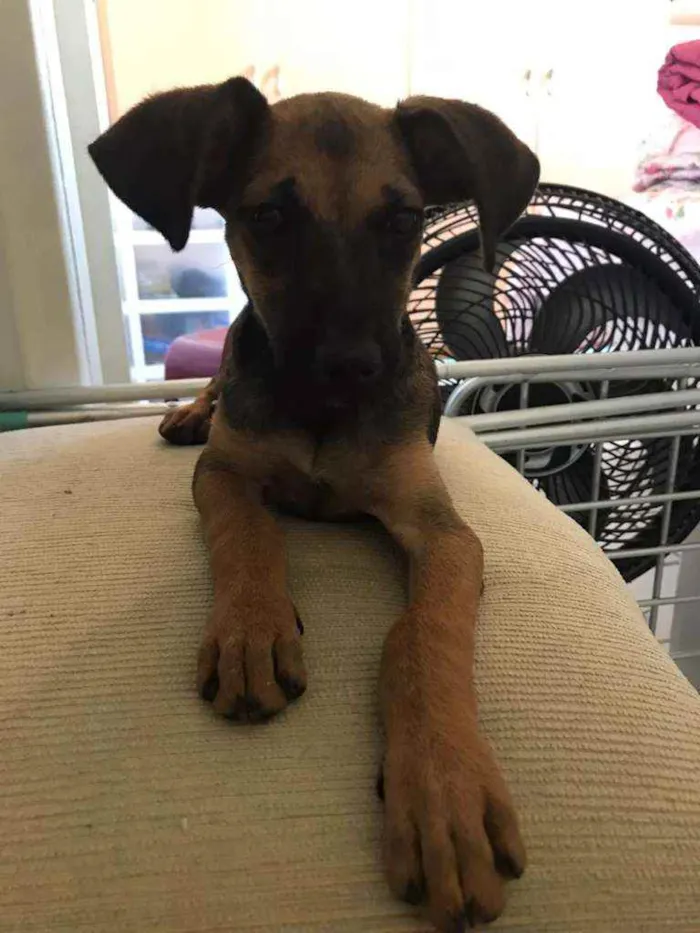 Cachorro ra a SRD idade 2 a 6 meses nome Cora
