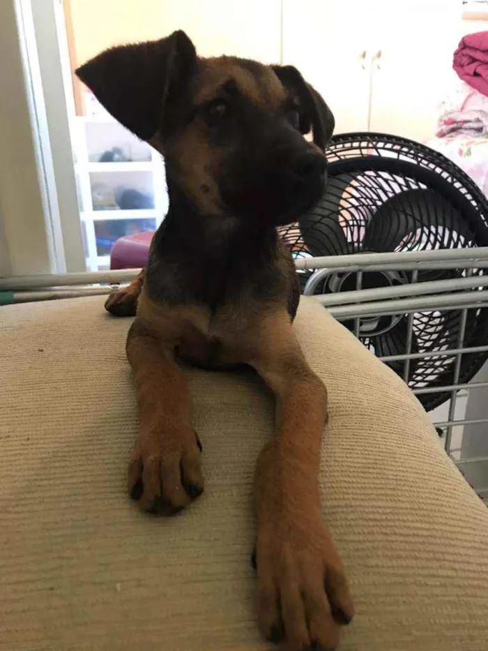 Cachorro ra a SRD idade 2 a 6 meses nome Cora