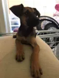 Cora