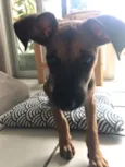 Cora