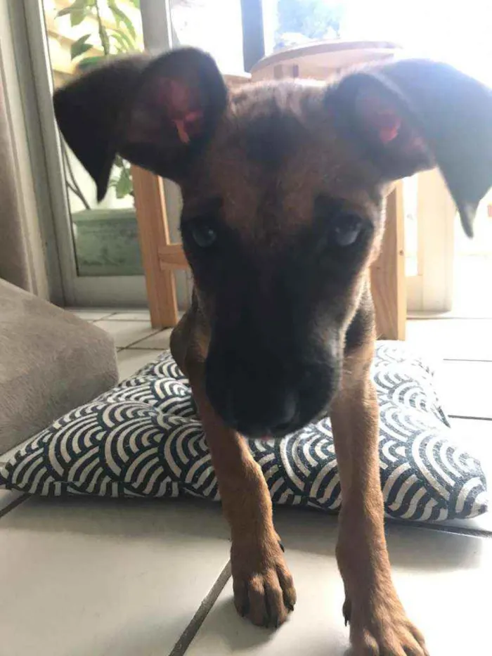 Cachorro ra a SRD idade 2 a 6 meses nome Cora
