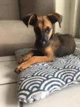 Cora