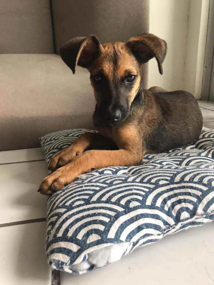 Cachorro ra a SRD idade 2 a 6 meses nome Cora