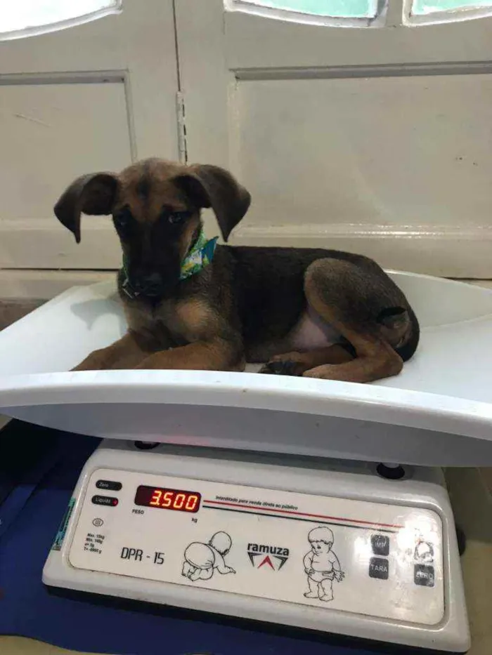 Cachorro ra a SRD idade 2 a 6 meses nome Cora