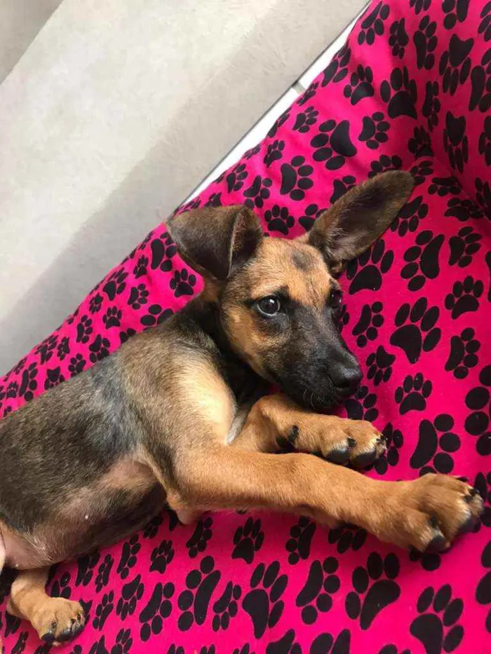 Cachorro ra a SRD idade 2 a 6 meses nome Cora