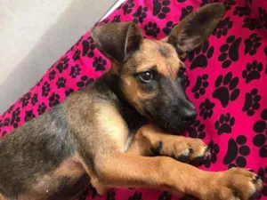 Cachorro raça SRD idade 2 a 6 meses nome Cora