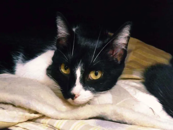 Gato ra a SRD idade 5 anos nome Zola