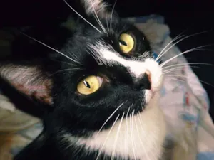 Gato raça SRD idade 5 anos nome Zola