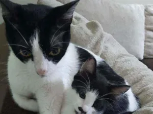 Gato raça Srd idade 2 a 6 meses nome Meg