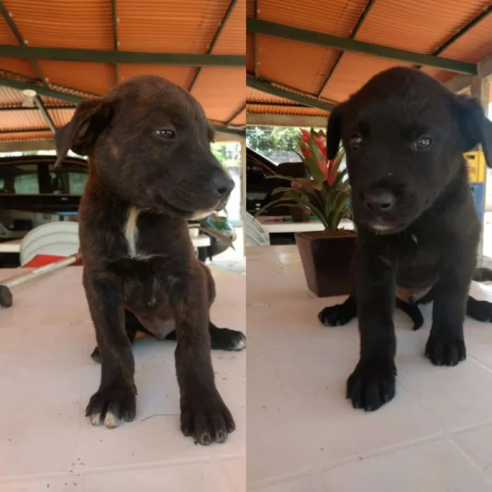 Cachorro ra a Rottweiler idade  nome BINGO