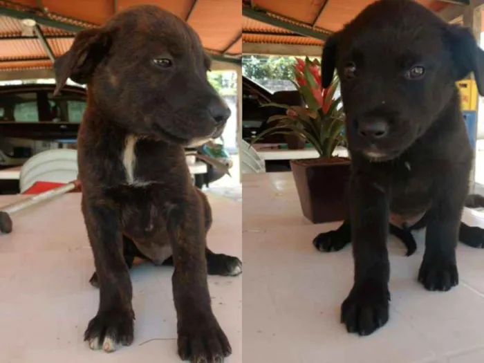 Cachorro ra a Rottweiler idade  nome BINGO