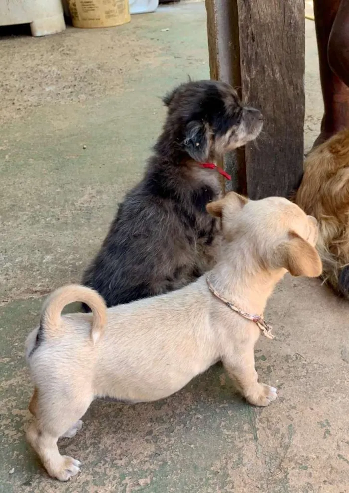 Cachorro ra a desconhecida  idade Abaixo de 2 meses nome Sem nome 