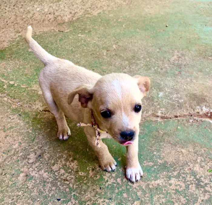 Cachorro ra a desconhecida  idade Abaixo de 2 meses nome Sem nome 