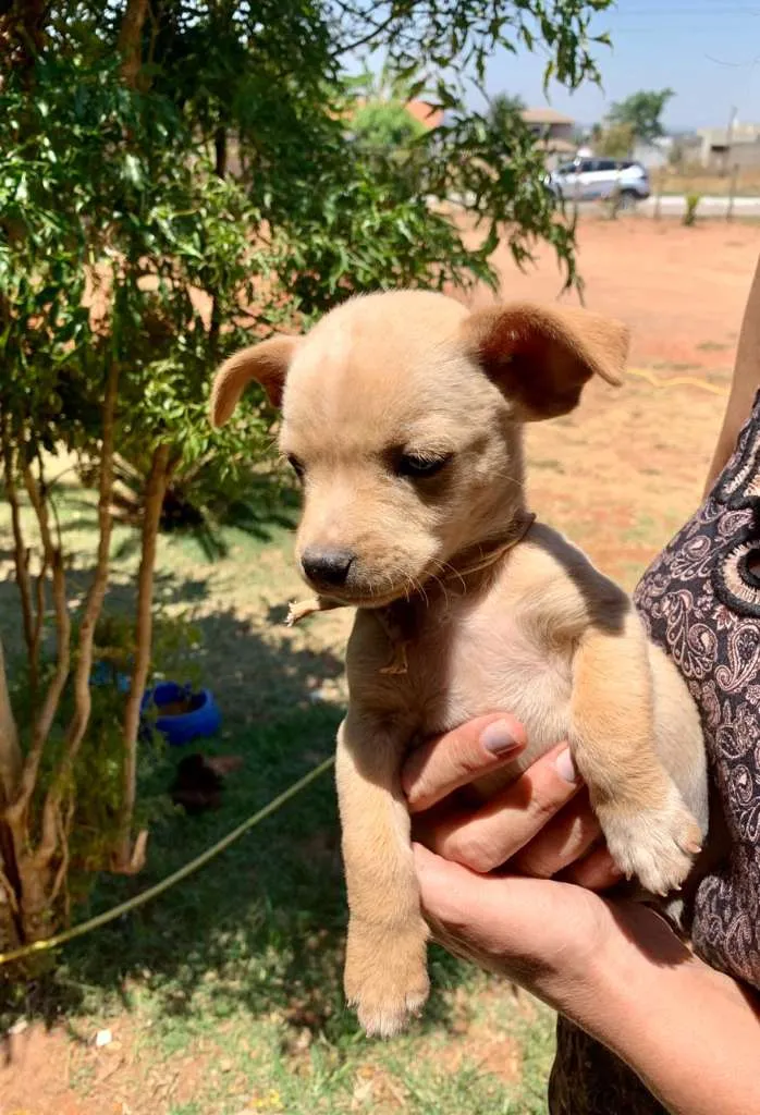 Cachorro ra a desconhecida  idade Abaixo de 2 meses nome Sem nome 