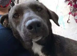 Cachorro raça SRD idade 1 ano nome Mel