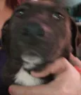 Mel