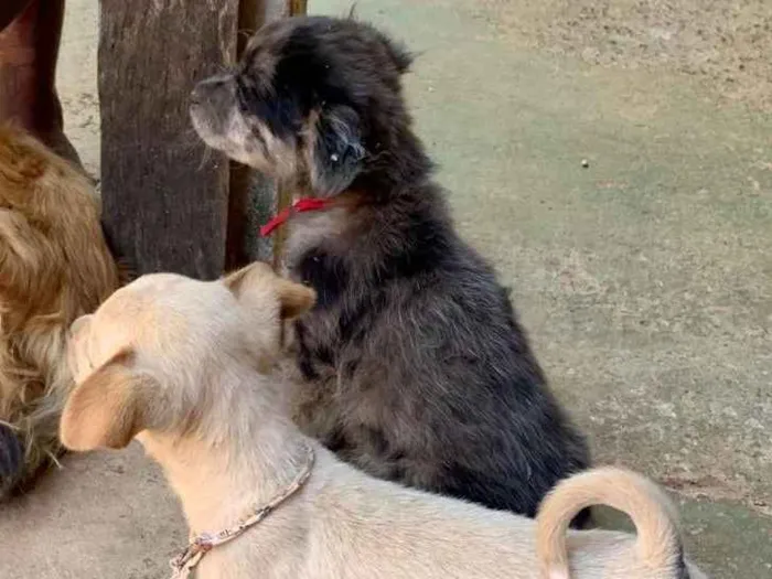 Cachorro ra a desconhecida  idade Abaixo de 2 meses nome Sem nome 