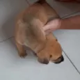 Edy
