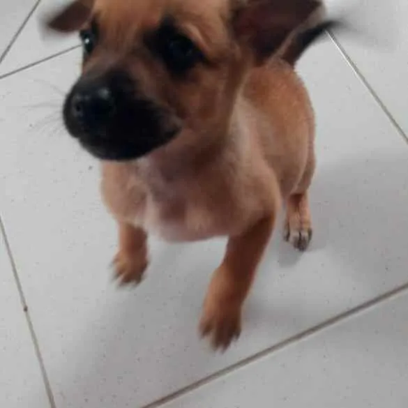 Cachorro ra a  idade 2 a 6 meses nome Edy