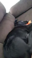 Duke