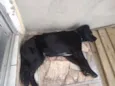Duke