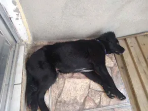 Cachorro raça Vira lata idade 7 a 11 meses nome Duke