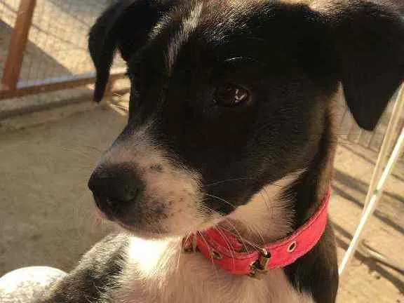 Cachorro ra a Misturado com viralata  idade 7 a 11 meses nome Guria 