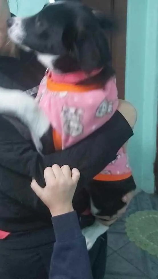 Cachorro ra a Misturado com viralata  idade 7 a 11 meses nome Guria 