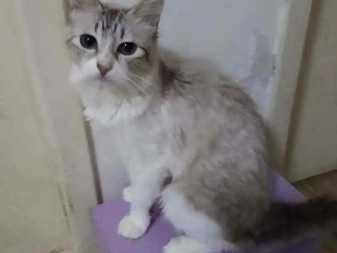 Gato raça Srd idade 2 anos nome Bonita