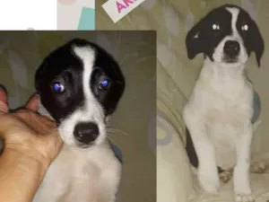 Cachorro raça SRD-ViraLata idade 2 a 6 meses nome AKILA