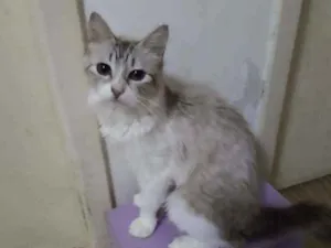 Gato raça Srd idade 2 anos nome Bonita
