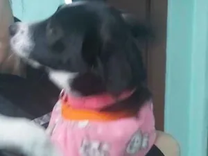 Cachorro raça Misturado com viralata  idade 7 a 11 meses nome Guria 